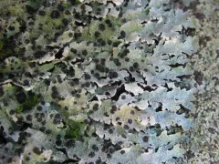 Homostegia piggotii thumbnail 2