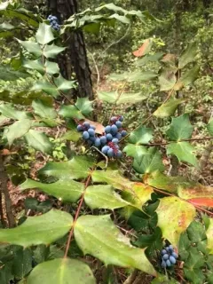 leatherleaf mahonia thumbnail 2