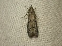 Beehive Honey Moth thumbnail 3