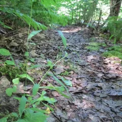 Northern Shorthusk thumbnail 2