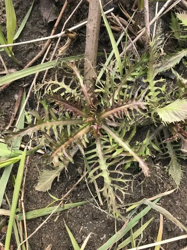 Amphibious Yellowcress