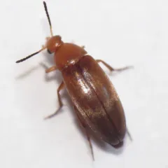 False Flower Beetle thumbnail 2