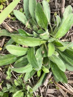dwarf plantain thumbnail 2