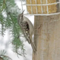 Brown Creeper thumbnail 3