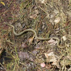Common Ribbon Snake thumbnail 2