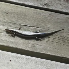 Common Five-lined Skink thumbnail 2