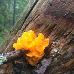 Orange Jelly Spot thumbnail 4