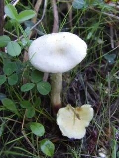 sticky scalycap thumbnail 4
