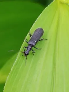 Treehugger Soldier Beetle thumbnail 2