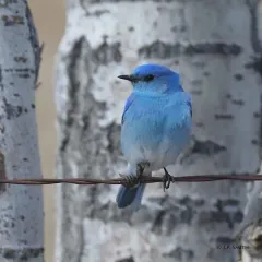 Mountain Bluebird thumbnail 4