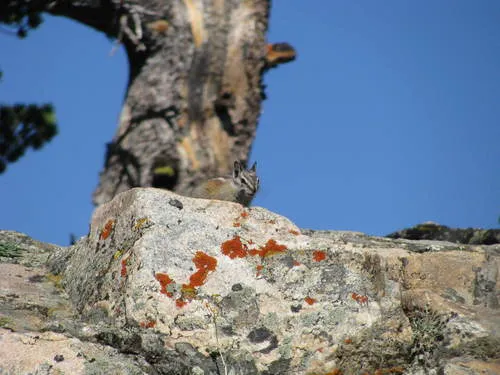 Uinta Chipmunk