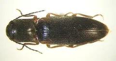 Dalopius cognatus thumbnail 3