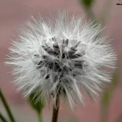 common dandelion thumbnail 1