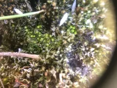 Awl-leaved Earth-moss thumbnail 2