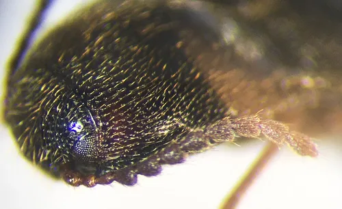 Ampedus deletus