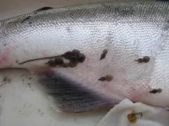 Salmon Louse thumbnail 4
