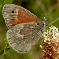 Common Ringlet thumbnail 2