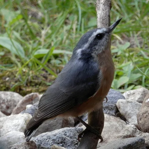 Red-breasted Nuthatch