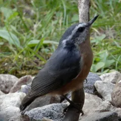 Red-breasted Nuthatch thumbnail 1