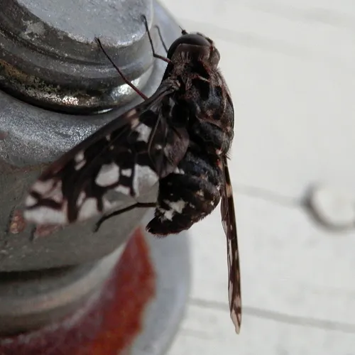 Tiger Bee Fly