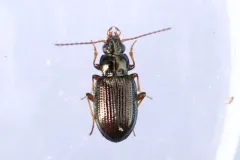 Bembidion nigrum thumbnail 1
