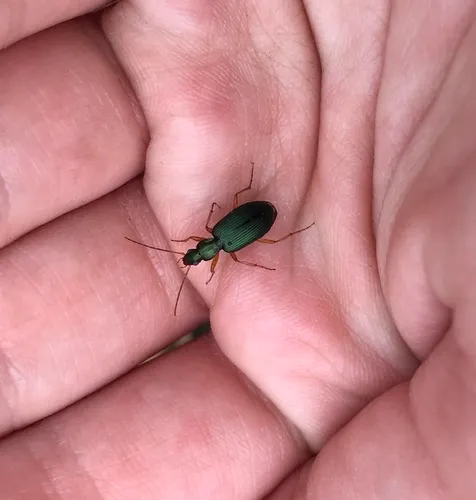 Agonum extensicolle