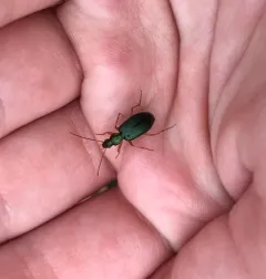 Agonum extensicolle thumbnail 1