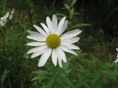 Autumn Oxeye thumbnail 2