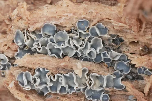 Tapesia lividofusca