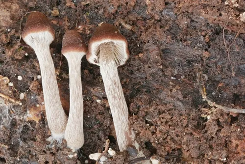 Galerina pseudocamerina