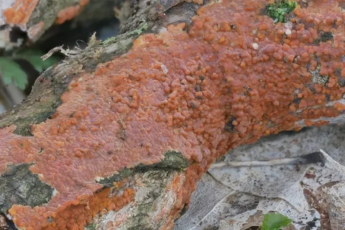 Peniophora laurentii