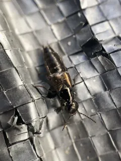 Philonthus politus thumbnail 2