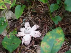 Rosy Earthstar thumbnail 2