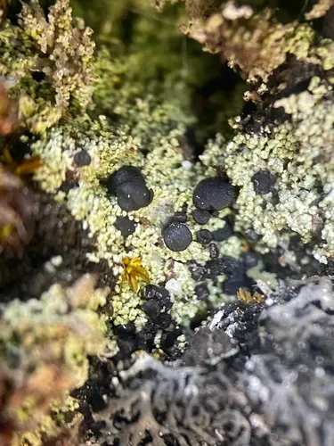 Golden Dot-Lichen