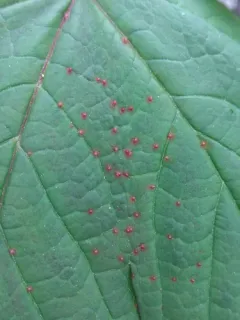 Aceria myriadeum thumbnail 1