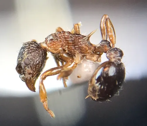 Pine Furrowed Ant