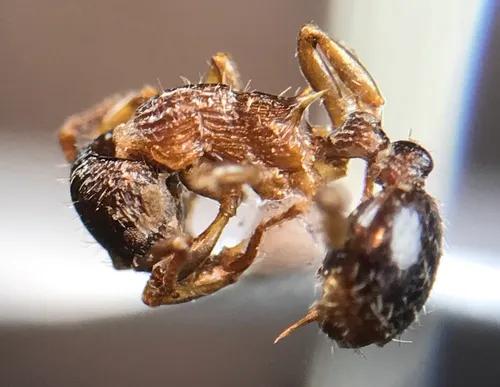 Punctured Ant