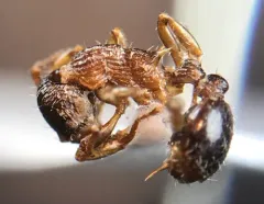 Punctured Ant thumbnail 1