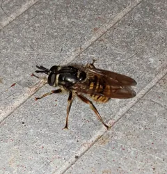 Western Yellowjacket Fly thumbnail 2