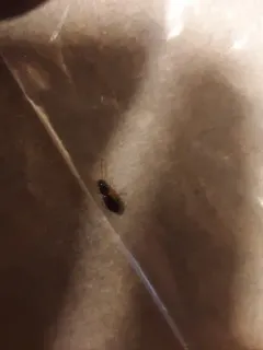 Badister notatus thumbnail 3
