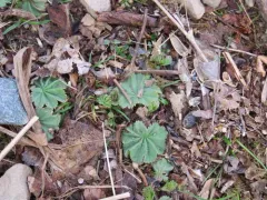 Lady's-mantle thumbnail 4