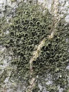 Amandinea dakotensis thumbnail 2