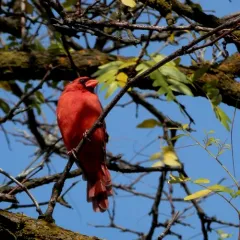 Northern Cardinal photo