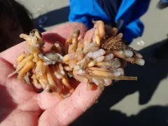 Distaplia smithi thumbnail 4