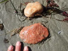 Sea Pork thumbnail 3