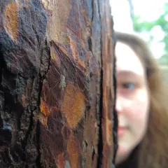 Zavrelimyia sinuosa thumbnail 4