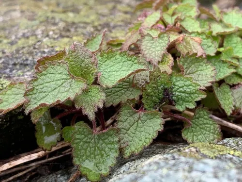 White deadnettle