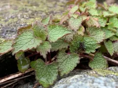 White deadnettle thumbnail 1