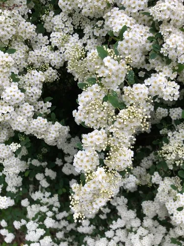 Bridal-wreath