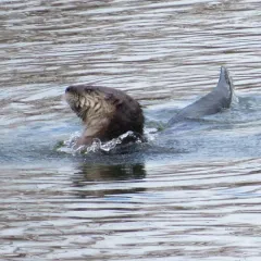 North American River Otter thumbnail 4